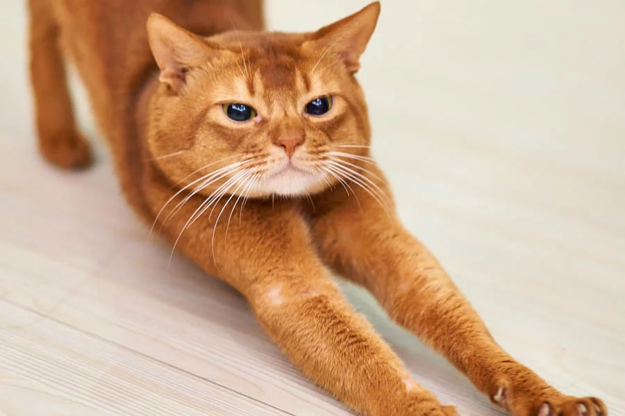 Interactive Hide and Seek Cat Tunnel
