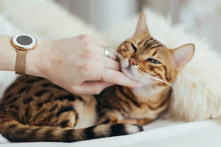 Soft Silicone Pet Grooming Glove