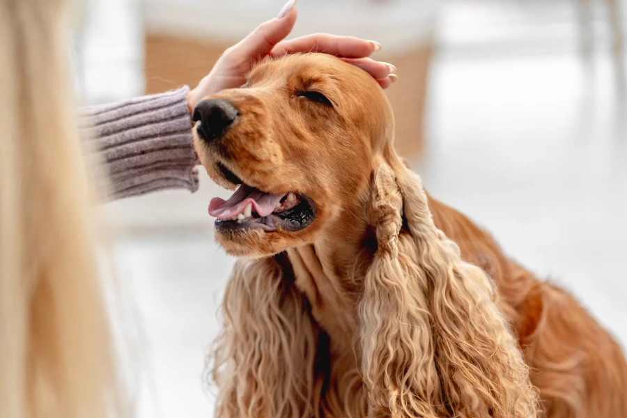 Pet Hair Removal Glove